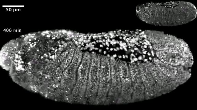 Gastrulating Drosophila melanogaster embryo смотреть онлайн