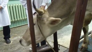 Фиксация КРС