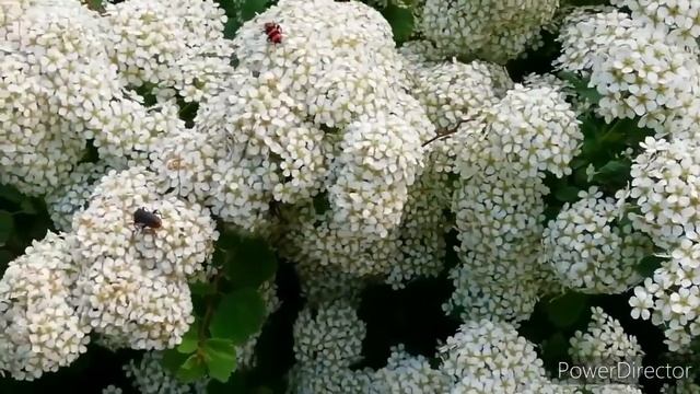 СПИРЕЯ SNOWMOUND. Спирея - невеста в белом кружеве цветов у меня на даче). Какая разная красота!!! смотреть онлайн