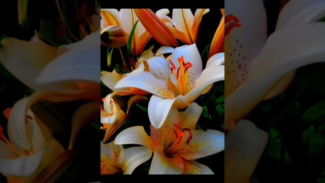 Магические свойства растений, ритуалы и обряды с ними. Лилия. смотреть онлайн