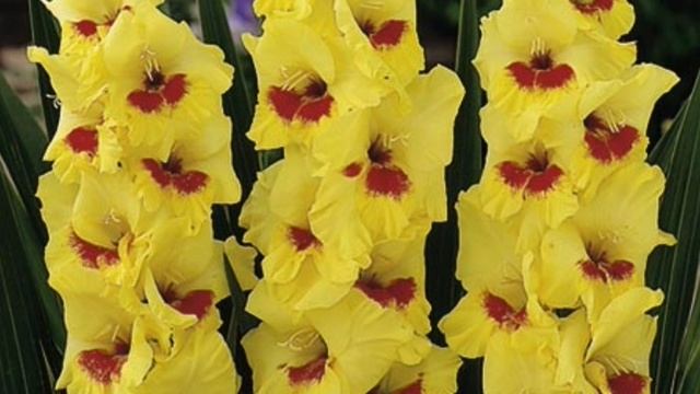 Гладиолус - Король цветочного царства. Секреты успеха смотреть онлайн