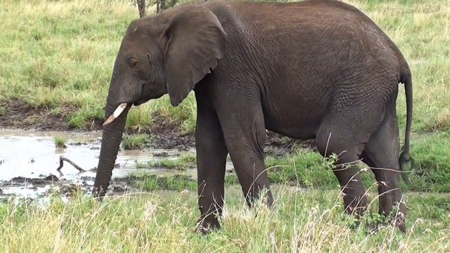 Слон | Elephant смотреть онлайн