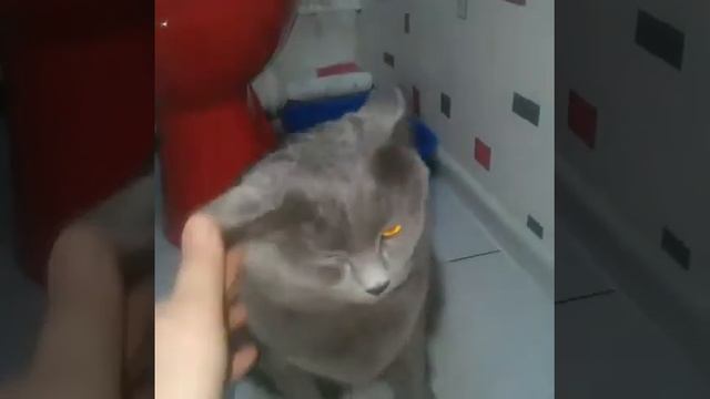 #понять_и_простить Кошка Мышка нагадила мимо лотка.Что делать? Понять и Простить . смотреть онлайн