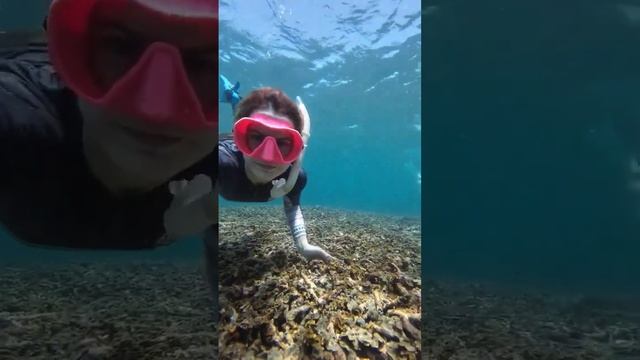 Снорклинг с черепахой в Таиланде на острове Ко Тао смотреть онлайн