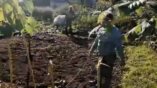 Чем рубить подсолнухи? смотреть онлайн