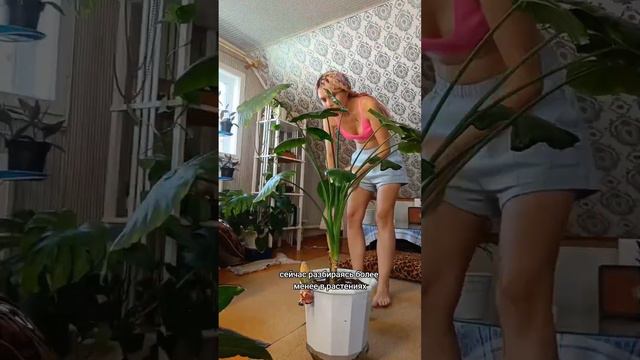 #комнатныерастения #комнатныецветы #растения #цветы #алоказия #алоказияуход смотреть онлайн
