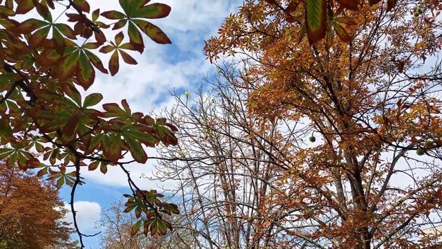 ШОК 1 сентября в Украине зацвели каштаны Аномалия Осенью цветут каштаны смотреть онлайн