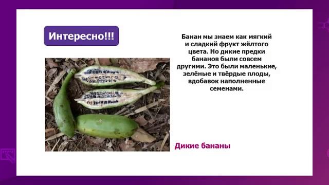 Биология. 8 класс. Центры происхождения культурных растений и домашних животных /23.04.2021/ смотреть онлайн