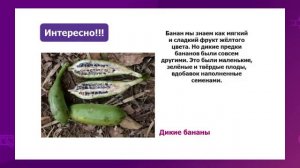 Биология. 8 класс. Центры происхождения культурных растений и домашних животных /23.04.2021/