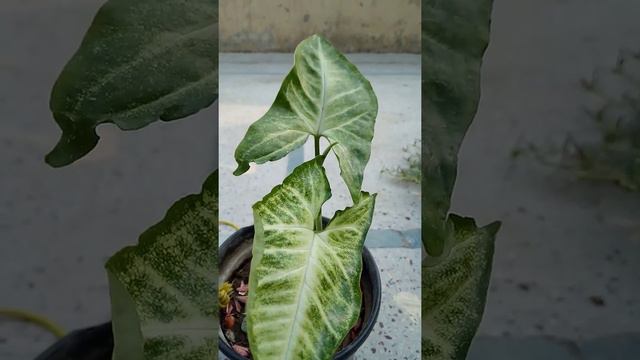 Begginer series part-3 Syngonium/arrow head смотреть онлайн