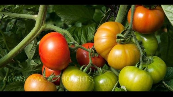 10 miracle uses of Epsom salt in gardening// എപ്സം സാൾട്ട് ന്റെ 10 ഗാർഡനിങ് ഉപയോഗങ്ങൾ, പോരായ്മകൾ 🔥