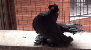 Статные голуби у Александра.