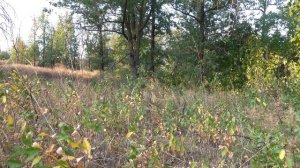 Звуки леса. Крик самца косули во время гона