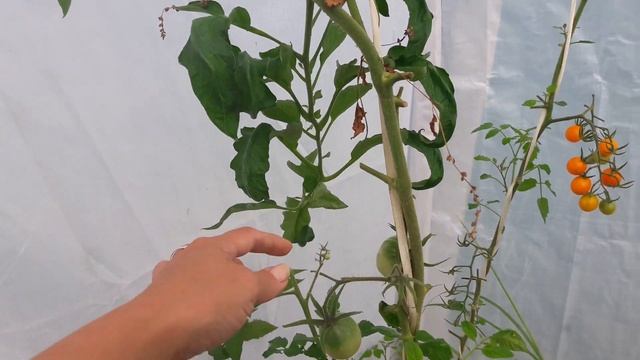 Взяла семена из магазинных помидор, результат эксперимента смотреть онлайн