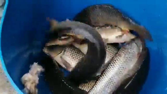 оз. ИГУМНОЕ 11 сентября , приехал крупный карп смотреть онлайн