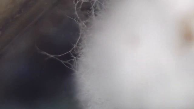 Триходерма (Trichoderma asperellum) или плоская земля Нарнии. Весна. смотреть онлайн