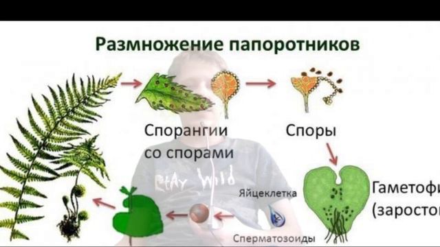 папаротник 1 смотреть онлайн