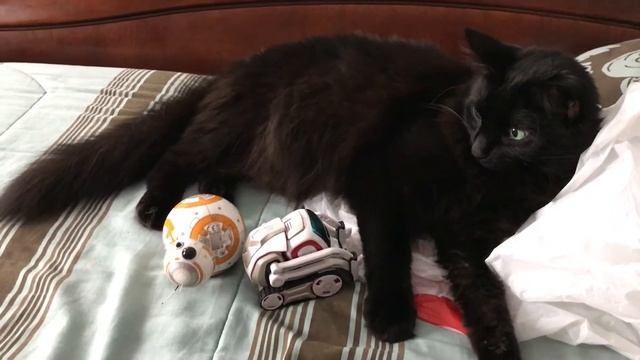 Cat gets attack by space invaders смотреть онлайн