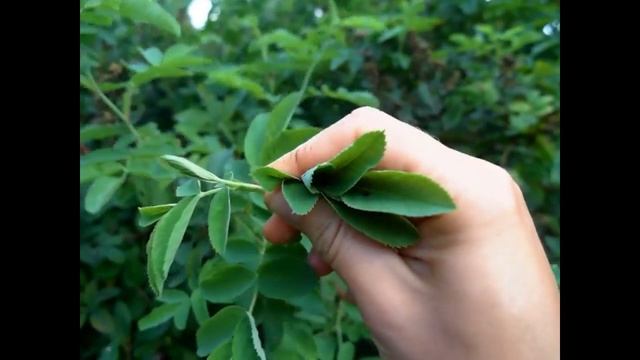 Эксперименты с ферментацией чаев, травы, наш район, озеро Светлояр и град Китеж смотреть онлайн