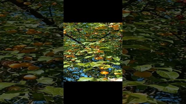 Сонник. Алыча во снах.MP4 смотреть онлайн