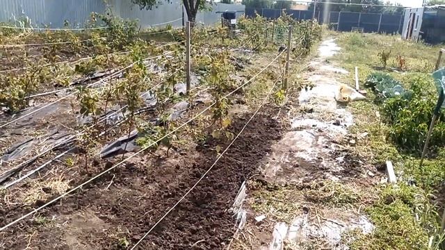 Подготовка почвы к пересадки малины и другая работа на участке в сентябре 2022 смотреть онлайн