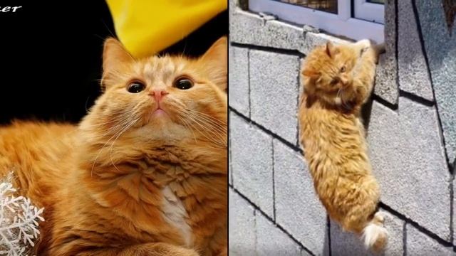 Красивые рыжие коты смотреть онлайн