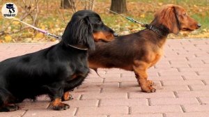 ✔ Такса -  миниатюрная коротконогая собака с длинным телом и весёлым характером.