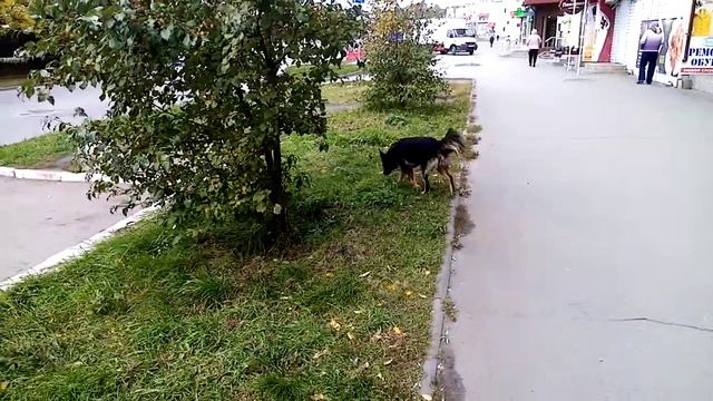 Нужен Государственный приют для животных. смотреть онлайн