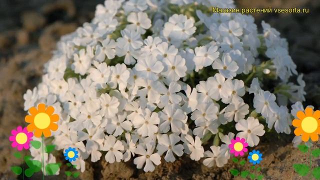 Флокс шиловидный Уайт Делайт. Краткий обзор, описание характеристик phlox subulata White Delight смотреть онлайн