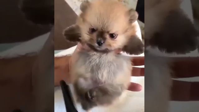 Какой милый и недовольный пирожочек! смотреть онлайн