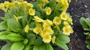 Арабис альпийский многолетка