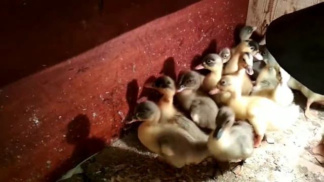 ГОЛУБОЙ ФАВОРИТ утята описание смотреть онлайн