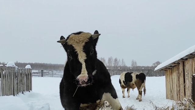 БЫК НА ЗАБОРЕ. ГОДОВАЛЫЙ БЫК. ОТКОРМ БЫКОВ.