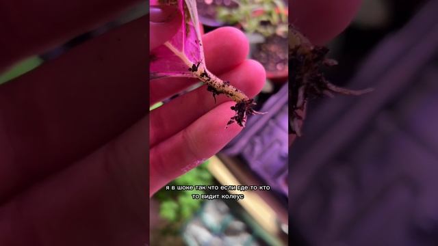 Вот как такое возможно !? Колеус укореняется листьями смотреть онлайн