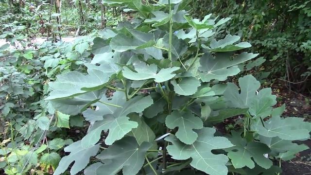 Инжир. Реально вырастить инжир из семечка! смотреть онлайн