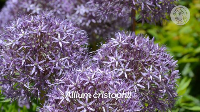 Allium cristophii (Star of Persia) - FarmerGracy.co.uk смотреть онлайн
