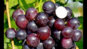Виноград Кардинал - один из эталонных по вкусу сортов (Cardinal grapes) www.vinograd-kriulya.com