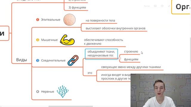 Интеллект карта “Строение животных”. Ткани, органы и системы органов на карте Xmind! смотреть онлайн