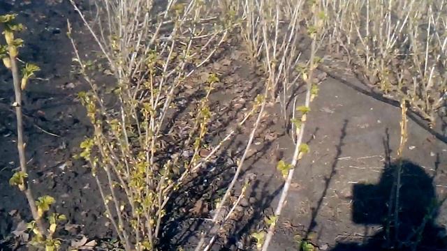 Породам саженци чёрной смородины смотреть онлайн