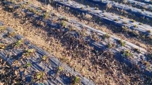 Чистка клубники весной