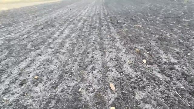 Взошёл чеснок.Первые морозы,что делать?