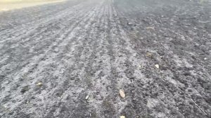 Взошёл чеснок.Первые морозы,что делать?