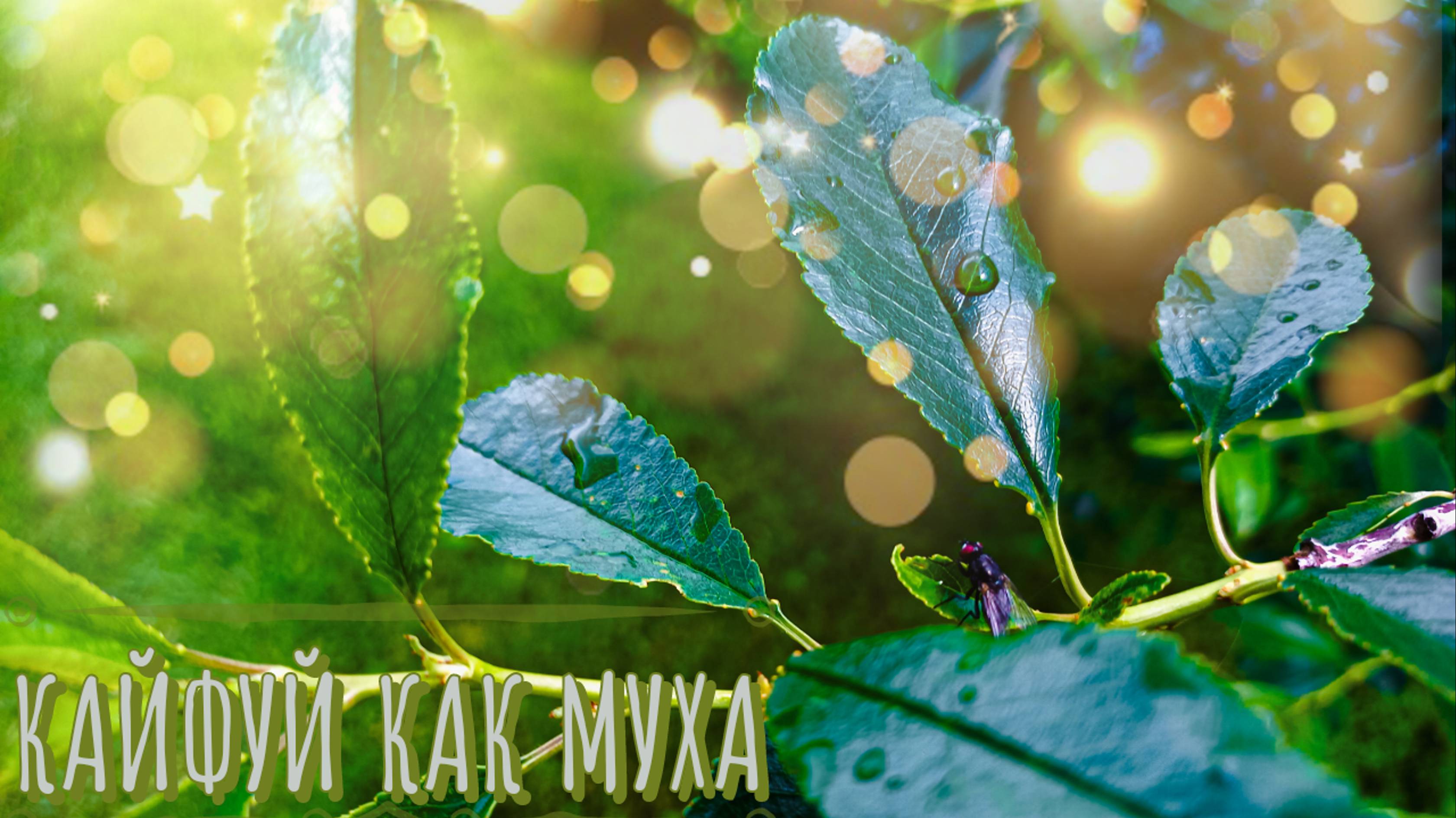 Кайфуй как муха смотреть онлайн