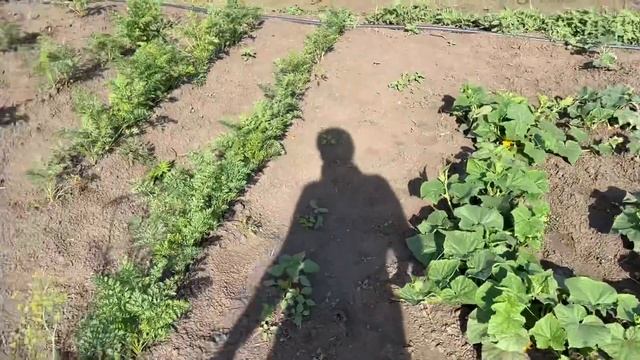 Обзор огорода, Конец июня, Что выросло, Городская огородница, Мой опыт посадок смотреть онлайн