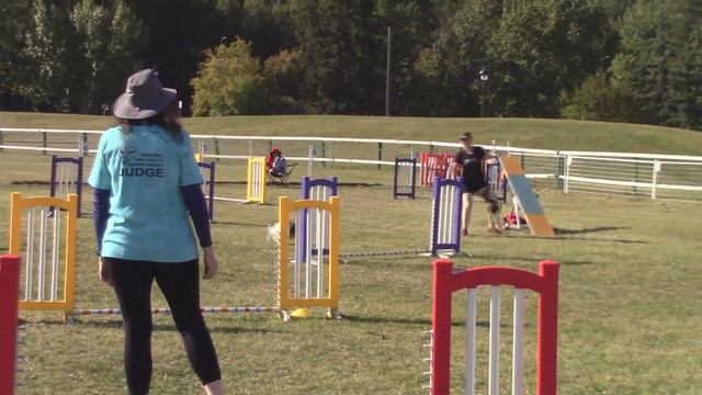 Quasi(modo) @ 2021 AB/NWT Agility Regional Championships. Standard 1: 146.83 pts. 1st overall. смотреть онлайн