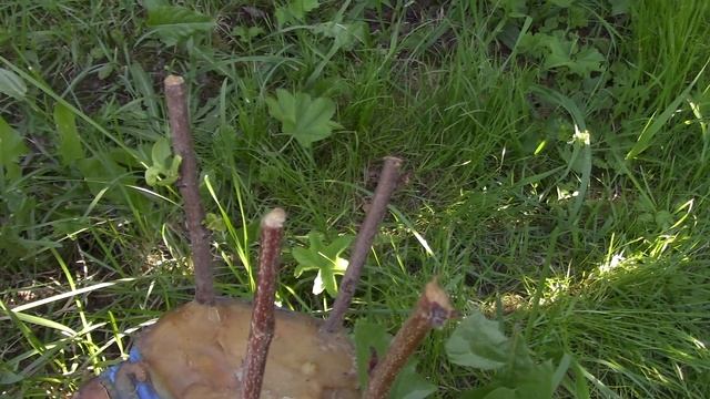 Прививка сливы на тёрн, прошёл месяц, результат. смотреть онлайн