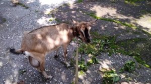 КОЗА НЕ ЕСТ, ЧТО ДЕЛАТЬ?