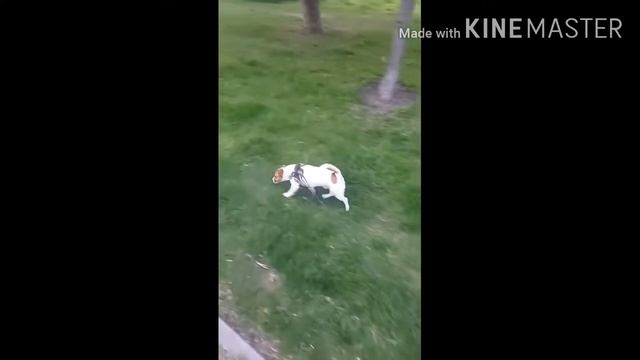 Эти существа в небе летают! Стойкость удивила Сделал свое дело!