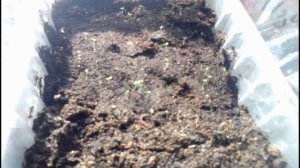 Камнеломка.Одна тонкость при посеве семян . Результат