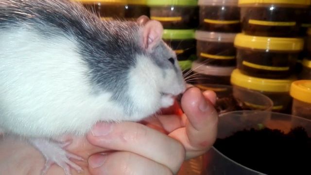 Husky Male. Крыс с аппетитом жуёт таракана Pycnoscelus Nigra. смотреть онлайн